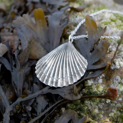 scallop-shell-necklace-natural-background-1