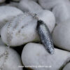 Angel Wing Clam Shell on Rocks pic2